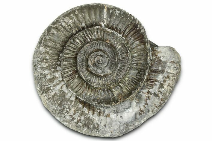 Jurassic Ammonite (Dactylioceras) Fossil - England #362487